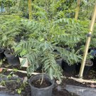 Curry Leaf Kari Pattha Kari Bevu Live Plant 2 Feet Tall No Ca Shipping Indoor Outdoor Garden Gardeni
