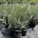 Olive Tree 2 Gallon 3 Feet Tall Indoor Outdoor Garden Gardening Olive Tree 2 Gallon 3 Feet Tall Indoor Outdoor Garden Gardening