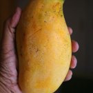 Mallika Mango Tree Grafted 3 Feet Tall Indoor Outdoor Garden Gardening