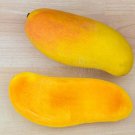 Maha Chanook Thai Mango Tree Grafted 3 Feet Tall Indoor Outdoor Garden Gardening