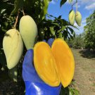 Nam Doc Mai Mango Tree Grafted 3 Feet Tall Indoor Outdoor Garden Gardening