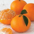 Fallglo Tangerine Tree Grafted 3 Feet Tall Indoor Outdoor Garden Gardening