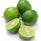 Persian Lime Tree Grafted 3 Feet Tall Indoor Outdoor Garden Gardening