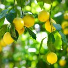 Harvey Lemon Tree Grafted 3 Feet Tall Indoor Outdoor Garden Gardening