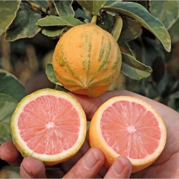 Varigated Pink Lemon Tree Grafted 3 Feet Tall Indoor Outdoor Garden Gardening