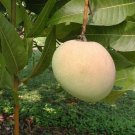 Tebow Mango Tree Grafted 3-4 Feet Tall Indoor Outdoor Garden Gardening