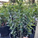 Key Lime Tree Grafted 3 Feet Tall Indoor Outdoor Garden Gardening