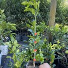 Kiffir Lime 2-3 Feet Tall Indoor Outdoor Garden Gardening