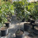 Kohala Longan Tree Hawaii 3-4 Feet Tall Indoor Outdoor Garden Gardening