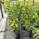 Avocado Tree Grafted 3 Feet Tall No Ca Shipping Indoor Outdoor Garden Gardening