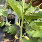 Mulberry Tree Pakistan Variety 3 Feet Tall No Ca Shipping Indoor Outdoor Garden Gardening