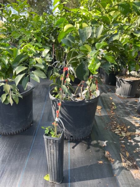 Red Ruby Grapefruit Grafted 3 Feet Tall No Ca Shipping Indoor Outdoor Garden Gardening