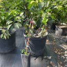 Red Ruby Grapefruit Grafted 3 Feet Tall No Ca Shipping Indoor Outdoor Garden Gardening
