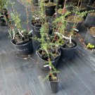 Finger Lime Grafted 2 Feet Tall No Ca Shipping Indoor Outdoor Garden Gardening