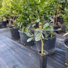 Ponderosa Lemon Tree Grafted 3 Feet Tall No Ca Shipping Indoor Outdoor Garden Gardening