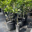 Red Navel Orange Tree Grafted 3 Feet Tall No Ca Shipping Indoor Outdoor Garden Gardening
