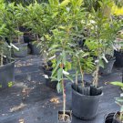 Red Lime Tree Grafted 3 Feet Tall No Ca Shipping Indoor Outdoor Garden Gardening