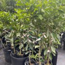 Valencia Orange Grafted Tree 3 Feet Tall No Ca Shipping Indoor Outdoor Garden Gardening