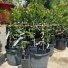 Calamondin Tree Grafted Cây Tắc Chua 3 Feet Tall No Ca Shipping Indoor Outdoor Garden Gardening