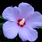 Live Plant Single Purple Rose Of Sharon Hibiscus Althea 6"To1 Starter Bush Tree Indoor Outdoor Garde Live Plant Single Purple Rose Of Sharon Hibiscus Althea 6"To1 Starter Bush Tree Indoor Outdoor Garde