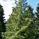 Eastern Red Cedar Trees 1 Evergreen Juniper Real Live Plants Conifer Sapling Indoor Outdoor Garden G Eastern Red Cedar Trees 1 Evergreen Juniper Real Live Plants Conifer Sapling Indoor Outdoor Garden G