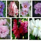 4 Mixed Rose Of Sharon Hibiscus Althea Live Plants Seedlings Various Colors Indoor Outdoor Garden Ga 4 Mixed Rose Of Sharon Hibiscus Althea Live Plants Seedlings Various Colors Indoor Outdoor Garden Ga