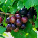 5 Male 5 Female Cuttings Southern Muscadine Grape Plant Vine Wild Fruit Indoor Outdoor Garden Garden