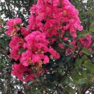 2 Live Plants Hot Pink Crepe Myrtle Trees Flowering Rooted Cuttings Crape Bush Indoor Outdoor Garden