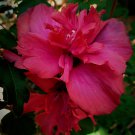 Live Plants Double Red Althea Rose Of Sharon Hibiscus Flowers 1 2 To1 Starter Indoor Outdoor Garden Live Plants Double Red Althea Rose Of Sharon Hibiscus Flowers 1 2 To1 Starter Indoor Outdoor Garden
