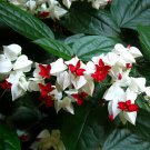 Live Plants Red White Bleeding Heart Vine Clerodendrum Thomsoniae Glory Bower Indoor Outdoor Garden 