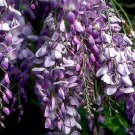 Blue Chinese Wisteria Live Plant Heirloom Purple Flowers 1 To 2 Ft Rooted Vines Indoor Outdoor Garde