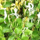 1 Mature Live Plant Halls Honeysuckle White Yellow Flowers Japanese Lonicera Indoor Outdoor Garden G 1 Mature Live Plant Halls Honeysuckle White Yellow Flowers Japanese Lonicera Indoor Outdoor Garden G