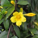 1 Mature Live Plant Yellow Jasmine Carolina Jessamine Flowers Climbing Vines Indoor Outdoor Garden G