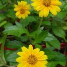 4 Live Plants Singapore Daisies Wedelia Creeping Daisy Yellow Flowers Rooted Indoor Outdoor Garden G