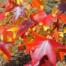 American Sweet Gum Tree Liquidambar Gumball Shade Trees Starter Plants Saplings Indoor Outdoor Garde