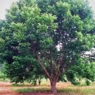 2 Live Plants Chinese Chestnut Tree 6 In Seedling Sapling Fruit Nut Castanea Indoor Outdoor Garden G 2 Live Plants Chinese Chestnut Tree 6 In Seedling Sapling Fruit Nut Castanea Indoor Outdoor Garden G