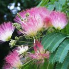 2 Silk Mimosa Tree Fragrant Pink Flowers Albizia 6" Seedling Starter Live Plants Indoor Outdoor Gard