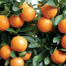 3"- 6" Kumquat Trees Real Live Plant Citrus Fruit Landscaping Seedling Starter Indoor Outdoor Garden 3"- 6" Kumquat Trees Real Live Plant Citrus Fruit Landscaping Seedling Starter Indoor Outdoor Garden