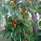 2 Live Plants American Persimmon Tree 1 Ft Sapling Seedling Diospyros Fruit Indoor Outdoor Garden Ga