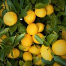 Live Plants Lemon Trees 3"- 6" Edible Citrus Fruit Landscaping Starter Seedling Indoor Outdoor Garde Live Plants Lemon Trees 3"- 6" Edible Citrus Fruit Landscaping Starter Seedling Indoor Outdoor Garde