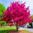 Magenta Crabapple Tree 18-24" Tall Live Plant Pink Flowering Tree Bareroot Indoor Outdoor Garden Gar Magenta Crabapple Tree 18-24" Tall Live Plant Pink Flowering Tree Bareroot Indoor Outdoor Garden Gar