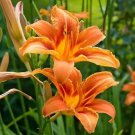 50 Orange Daylily Bulbs Ditch Lily Flowers Tawny Day Lily Fingerlings Bulbs Indoor Outdoor Garden Ga