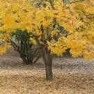 2 Thornless Honey Locust Trees 18-24" Tall Live Plants Bare Root Outdoor Indoor Outdoor Garden Garde 2 Thornless Honey Locust Trees 18-24" Tall Live Plants Bare Root Outdoor Indoor Outdoor Garden Garde