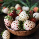 50 White Pineberry Strawberry Live Plants Bare Root Pineapple Flavor Garden Indoor Outdoor Garden Ga 50 White Pineberry Strawberry Live Plants Bare Root Pineapple Flavor Garden Indoor Outdoor Garden Ga