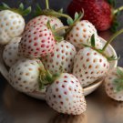 25 White Pineberry Strawberry Live Plants Bare Root Pineapple Flavor Garden Indoor Outdoor Garden Ga 25 White Pineberry Strawberry Live Plants Bare Root Pineapple Flavor Garden Indoor Outdoor Garden Ga