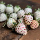 10 White Pineberry Strawberry Live Plants Bare Root Pineapple Flavor Garden Indoor Outdoor Garden Ga 10 White Pineberry Strawberry Live Plants Bare Root Pineapple Flavor Garden Indoor Outdoor Garden Ga