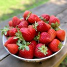 50 Ozark Beauty Strawberry Live Plants Bare Root Everbearing Indoor Outdoor Indoor Outdoor Garden Ga