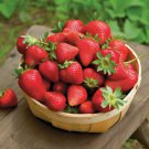 20 Ozark Beauty Strawberry Live Plants Bare Root Everbearing Indoor Outdoor Indoor Outdoor Garden Ga