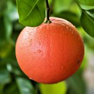 Ruby Red Grapefruit Tree 36-48" Tall Live Citrus Plant Potted Grafted Indoor Outdoor Garden Gardenin Ruby Red Grapefruit Tree 36-48" Tall Live Citrus Plant Potted Grafted Indoor Outdoor Garden Gardenin