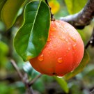 Flame Grapefruit Tree 36-48" Tall Live Citrus Plant Potted Grafted Indoor Outdoor Garden Gardening